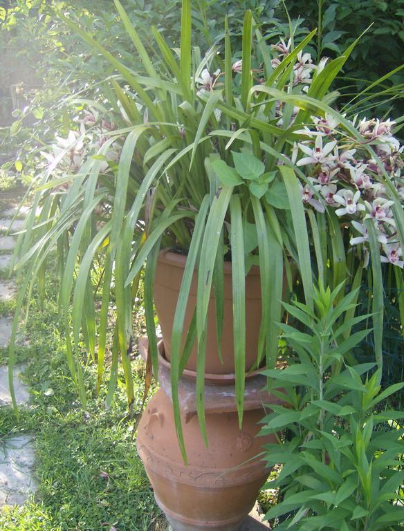Casa Dina Bed & Breakfast Terontola Luaran gambar